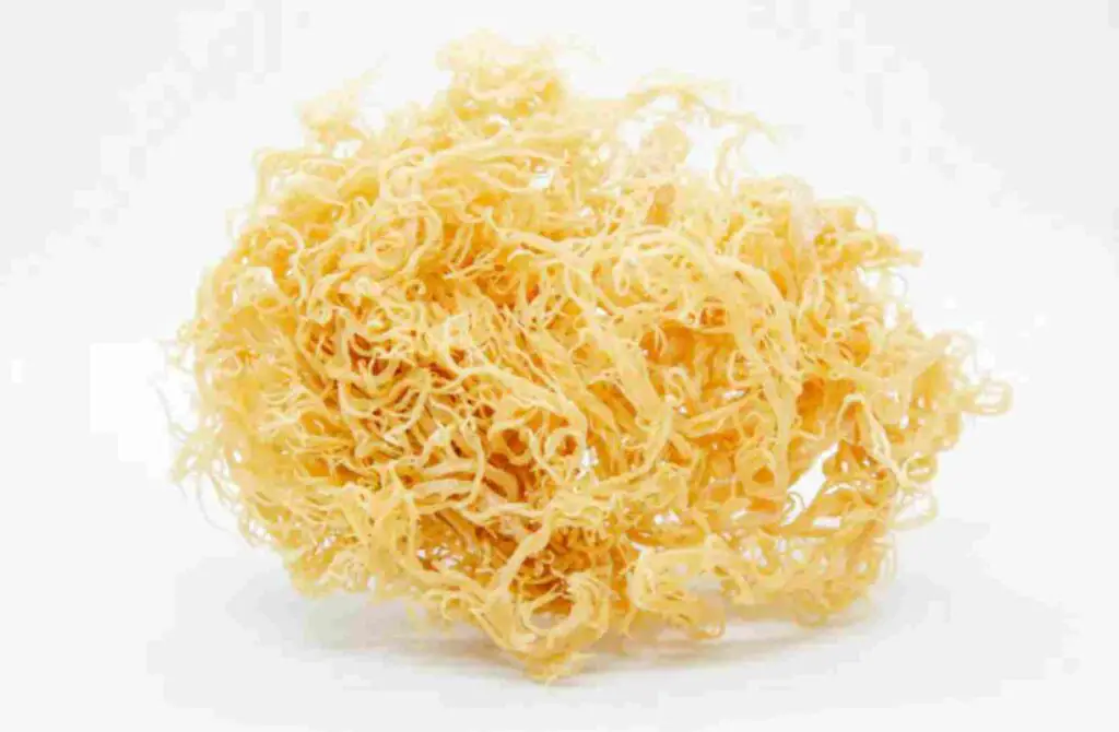 Is sea moss good for ulcerative colitis?